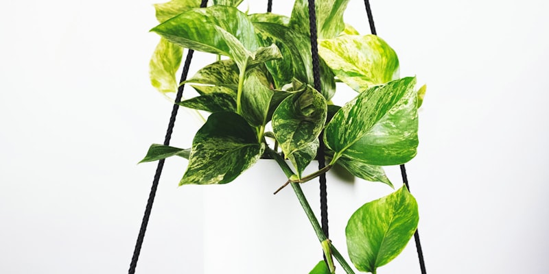 英超联赛焦点战直播 - 球员主罚点球关键时刻